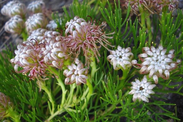 Serruria cygnea flowerheads young